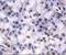 Lysine Demethylase 4C antibody, NBP1-49600, Novus Biologicals, Immunohistochemistry frozen image 