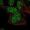 GTase antibody, PA5-51999, Invitrogen Antibodies, Immunofluorescence image 