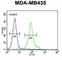 Coiled-Coil Domain Containing 81 antibody, abx026282, Abbexa, Western Blot image 