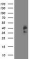 Cyclin Dependent Kinase 2 antibody, CF503104, Origene, Western Blot image 