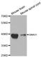 G Protein Subunit Alpha O1 antibody, A2510, ABclonal Technology, Western Blot image 