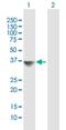 Mitochondrial Ribosomal Protein L19 antibody, H00009801-B01P, Novus Biologicals, Western Blot image 