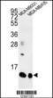 Small Proline Rich Protein 1B antibody, 63-762, ProSci, Western Blot image 