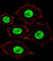 Zinc Finger And SCAN Domain Containing 32 antibody, A15854, Boster Biological Technology, Immunofluorescence image 