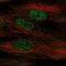 Forkhead box protein F1 antibody, NBP1-84670, Novus Biologicals, Immunofluorescence image 