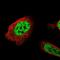 Apoptosis Inhibitor 5 antibody, HPA026598, Atlas Antibodies, Immunofluorescence image 