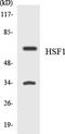 Heat Shock Transcription Factor 1 antibody, LS-C292076, Lifespan Biosciences, Western Blot image 