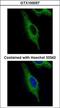 Tripartite Motif Containing 23 antibody, LS-C185334, Lifespan Biosciences, Immunocytochemistry image 