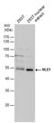 Notchless Homolog 1 antibody, PA5-78509, Invitrogen Antibodies, Western Blot image 
