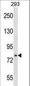 Jade Family PHD Finger 3 antibody, LS-C158587, Lifespan Biosciences, Western Blot image 