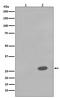 Heat Shock Protein Family B (Small) Member 1 antibody, P00676, Boster Biological Technology, Western Blot image 
