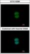 Ring Finger Protein 40 antibody, GTX115295, GeneTex, Immunocytochemistry image 