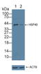 DnaJ Heat Shock Protein Family (Hsp40) Member B1 antibody, LS-C372623, Lifespan Biosciences, Western Blot image 