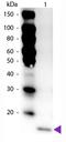 Interleukin 17F antibody, GTX48757, GeneTex, Western Blot image 