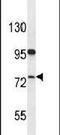 Helicase For Meiosis 1 antibody, PA5-24112, Invitrogen Antibodies, Western Blot image 