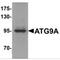 mATG9 antibody, MBS150586, MyBioSource, Western Blot image 