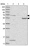 PHD finger protein 1 antibody, NBP1-82613, Novus Biologicals, Western Blot image 