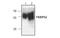 FKBP Prolyl Isomerase 4 antibody, MBS835691, MyBioSource, Western Blot image 