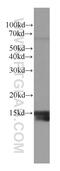 Microtubule Associated Protein 1 Light Chain 3 Alpha antibody, 66139-1-Ig, Proteintech Group, Western Blot image 