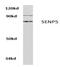 SUMO Specific Peptidase 5 antibody, AP06459PU-N, Origene, Western Blot image 