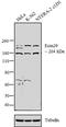 Ecm29 Proteasome Adaptor And Scaffold antibody, PA3-035, Invitrogen Antibodies, Western Blot image 