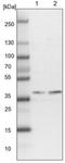 Protein Geranylgeranyltransferase Type I Subunit Beta antibody, NBP1-88643, Novus Biologicals, Western Blot image 