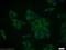 Myotubularin Related Protein 8 antibody, 12299-1-AP, Proteintech Group, Immunofluorescence image 