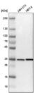 Sideroflexin 3 antibody, PA5-52505, Invitrogen Antibodies, Western Blot image 