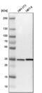 Sideroflexin 3 antibody, PA5-52505, Invitrogen Antibodies, Western Blot image 