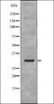 Nucleophosmin 1 antibody, orb336157, Biorbyt, Western Blot image 