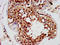Paired Like Homeobox 2A antibody, LS-C673646, Lifespan Biosciences, Immunohistochemistry paraffin image 