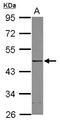 Transcriptional repressor protein YY1 antibody, LS-C155309, Lifespan Biosciences, Western Blot image 