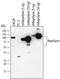 Membrane Metalloendopeptidase antibody, MAB1126, R&D Systems, Western Blot image 