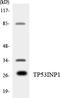 Tumor Protein P53 Inducible Nuclear Protein 1 antibody, LS-C292192, Lifespan Biosciences, Western Blot image 