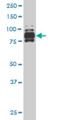 Interferon Gamma Inducible Protein 16 antibody, H00003428-M04, Novus Biologicals, Western Blot image 