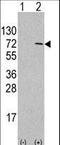 Autophagy Related 4D Cysteine Peptidase antibody, LS-C156608, Lifespan Biosciences, Western Blot image 