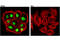 Paired Box 8 antibody, 59019S, Cell Signaling Technology, Immunocytochemistry image 