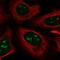 NOVA Alternative Splicing Regulator 1 antibody, PA5-52063, Invitrogen Antibodies, Immunofluorescence image 