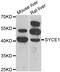 Synaptonemal Complex Central Element Protein 1 antibody, abx005449, Abbexa, Western Blot image 