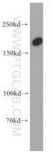 TUB Like Protein 4 antibody, 55155-1-AP, Proteintech Group, Western Blot image 