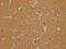 Olfactory Receptor Family 6 Subfamily B Member 3 antibody, CSB-PA847734OA01HU, Cusabio, Immunohistochemistry paraffin image 
