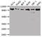 SUZ12 Polycomb Repressive Complex 2 Subunit antibody, CSB-RA159561A0HU, Cusabio, Western Blot image 