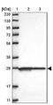 Heat Shock Protein Nuclear Import Factor Hikeshi antibody, NBP1-83174, Novus Biologicals, Western Blot image 