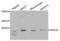 Ras Homolog Family Member A antibody, abx000657, Abbexa, Western Blot image 