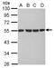 Tubulin Alpha 1b antibody, NBP2-20760, Novus Biologicals, Western Blot image 