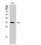 RALY Heterogeneous Nuclear Ribonucleoprotein antibody, A07043-1, Boster Biological Technology, Western Blot image 