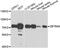 Zinc Finger And BTB Domain Containing 48 antibody, abx006652, Abbexa, Western Blot image 