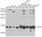 Cytochrome C Oxidase Subunit 5A antibody, STJ28520, St John