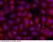 FAS antibody, 100685-T10, Sino Biological, Immunohistochemistry paraffin image 