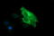 Growth Arrest And DNA Damage Inducible Gamma antibody, LS-C174786, Lifespan Biosciences, Immunofluorescence image 